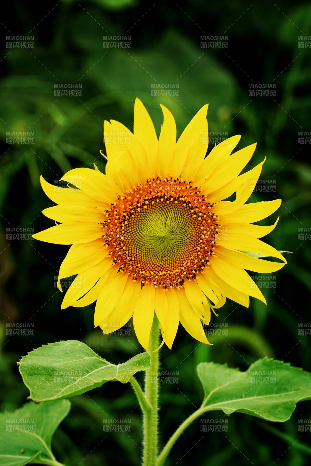 向日葵绽放图片