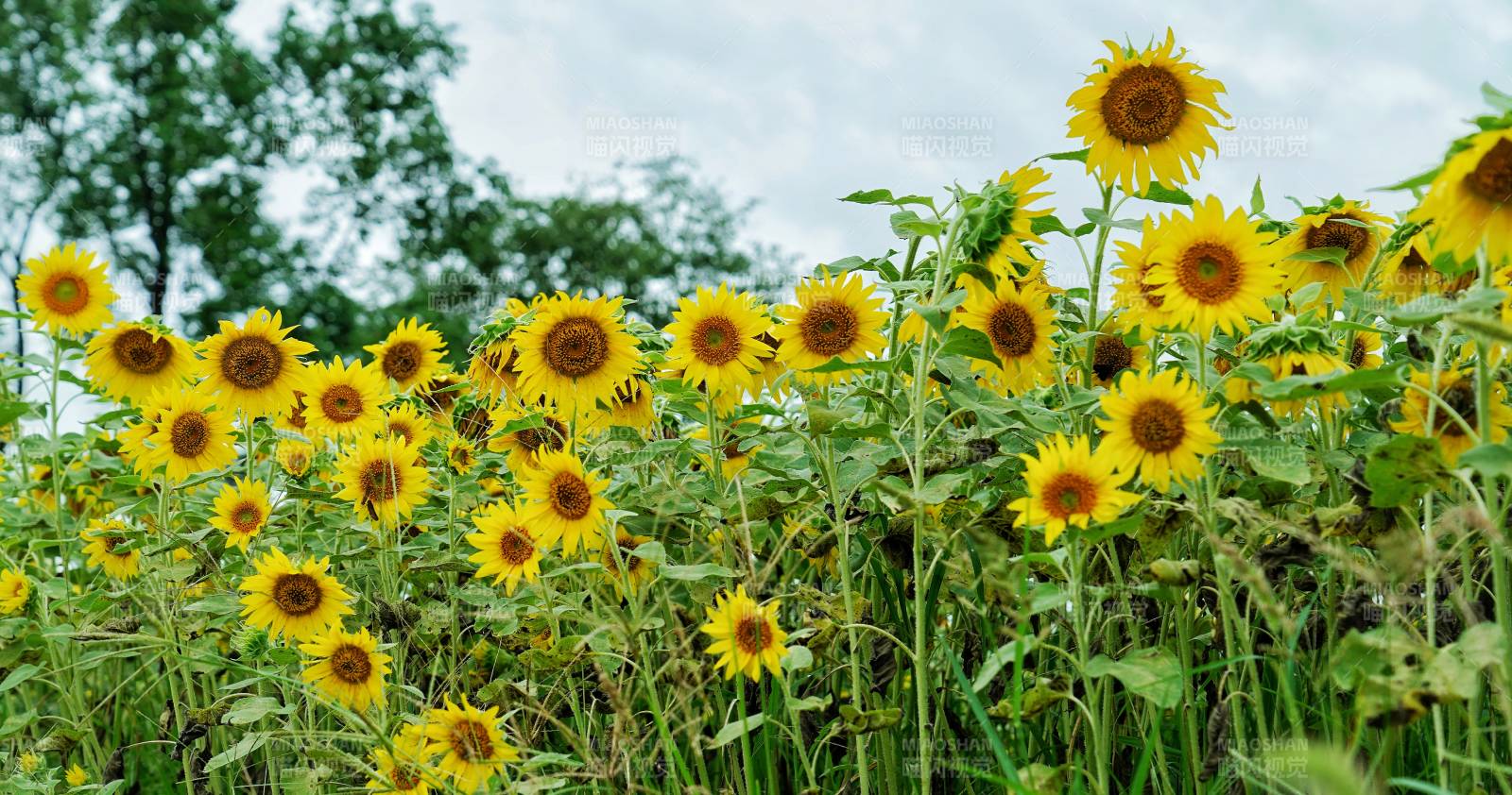 向日葵花海绽放图片