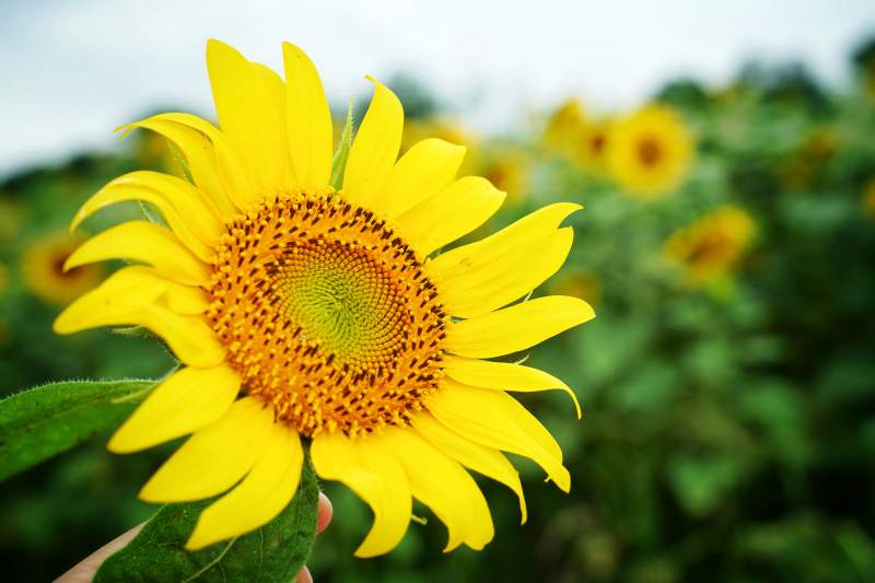 向日葵绽放图片