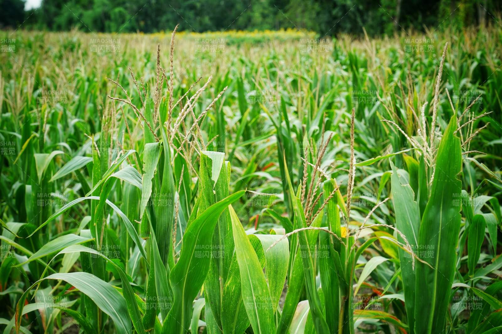 绿意盎然的玉米田图片