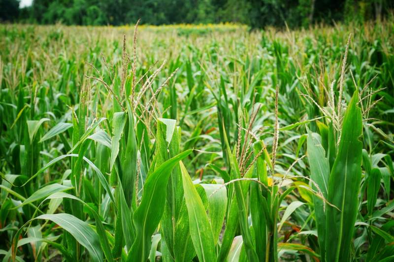 绿意盎然的玉米田图片