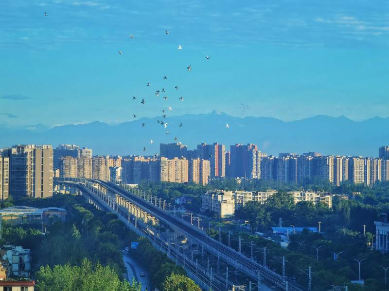 城市天际线与飞鸟图片
