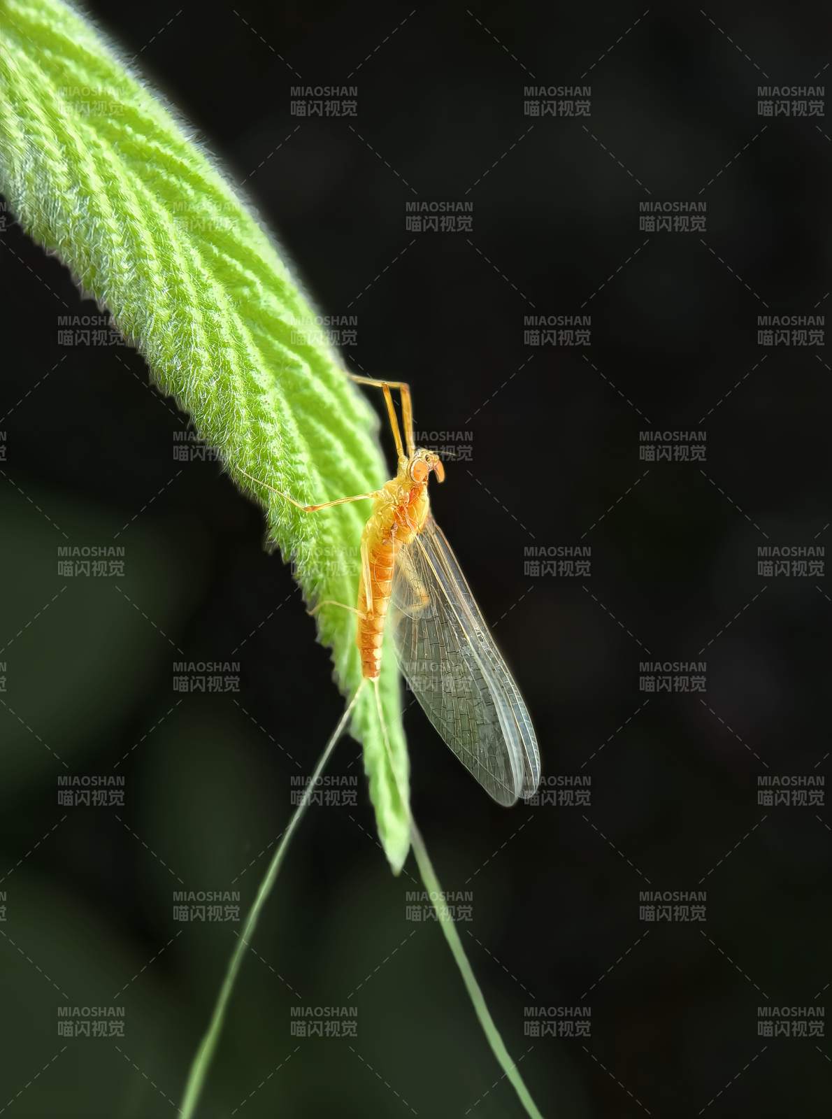 蜉蝣栖叶 静谧自然图片