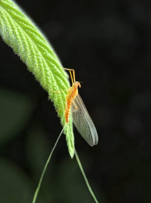 蜉蝣栖叶 静谧自然图片