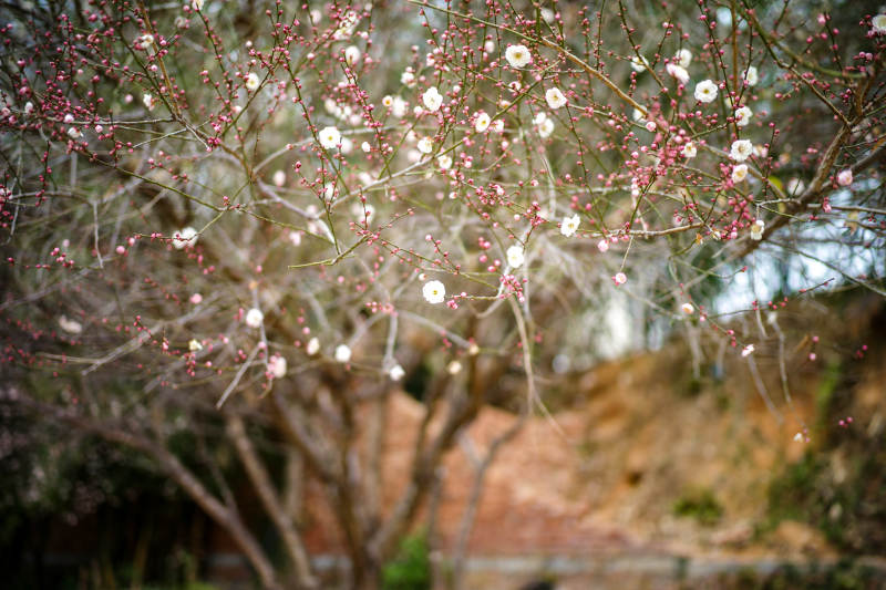 梅花绽放枝头图片