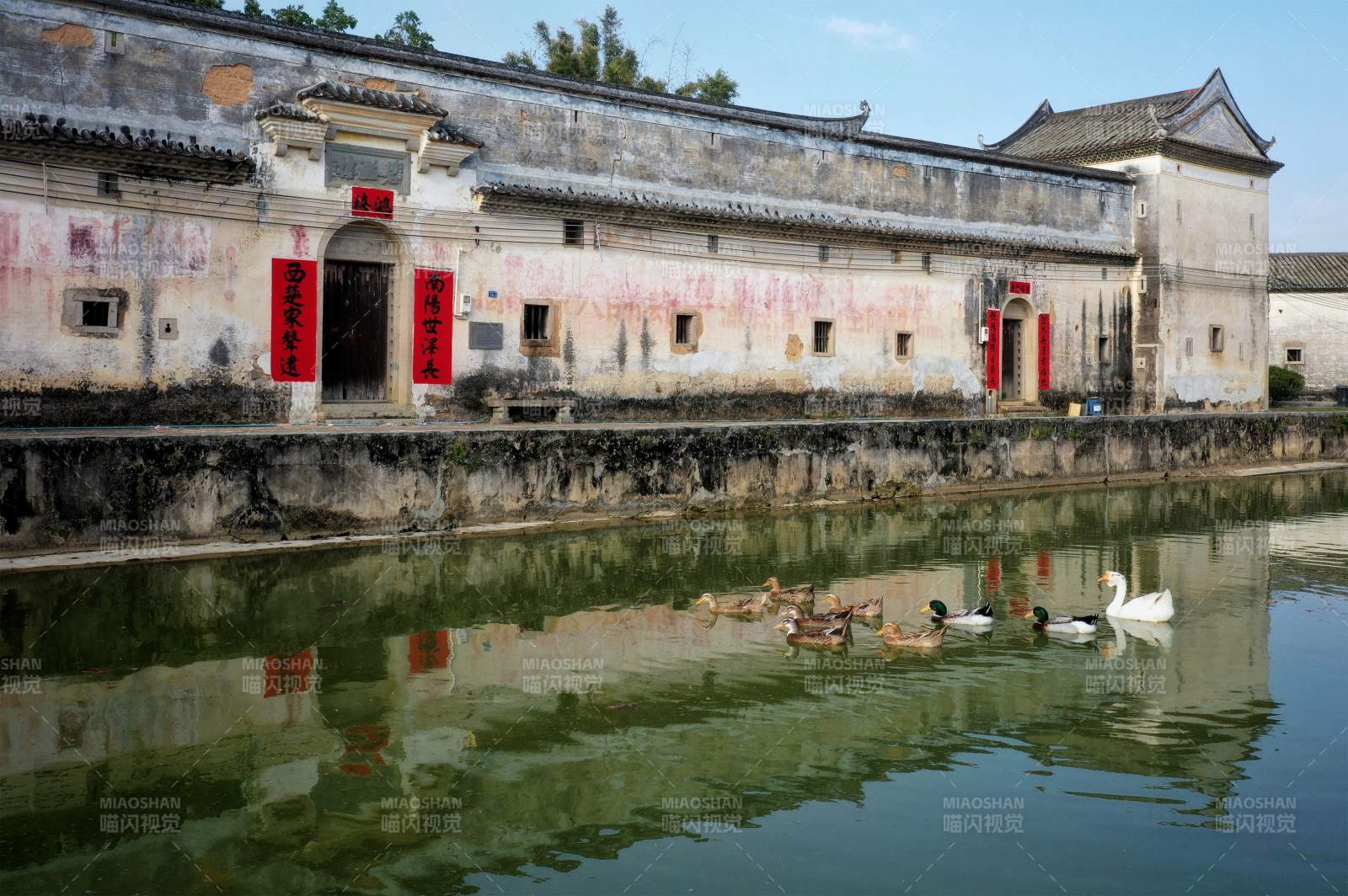 古宅水畔鸭戏莲图片