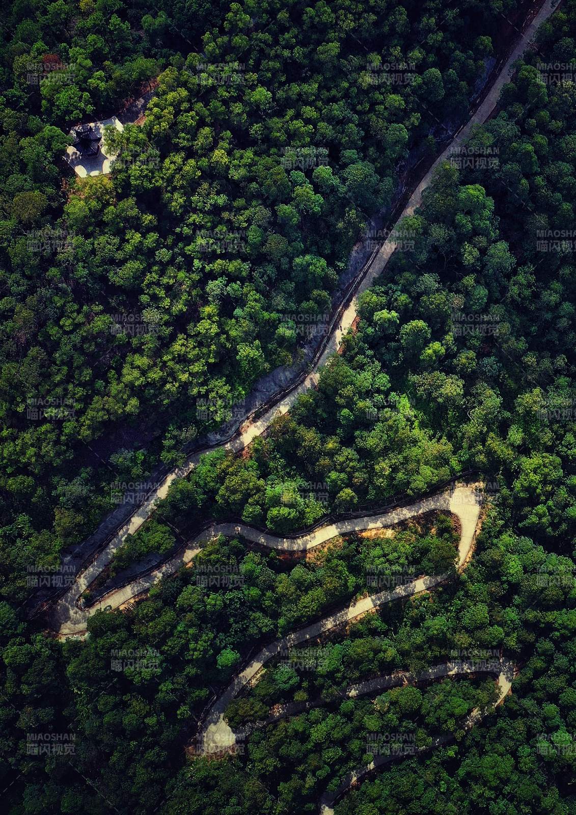 林间蜿蜒小径图片