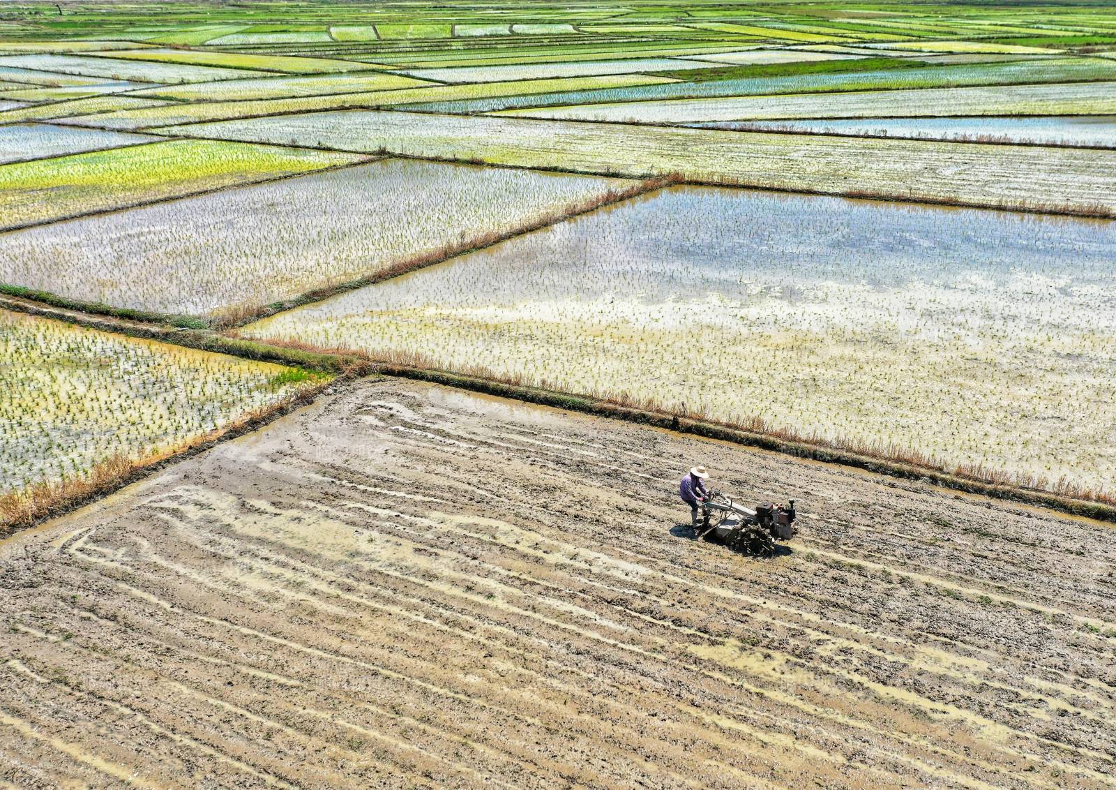 稻田耕作图图片