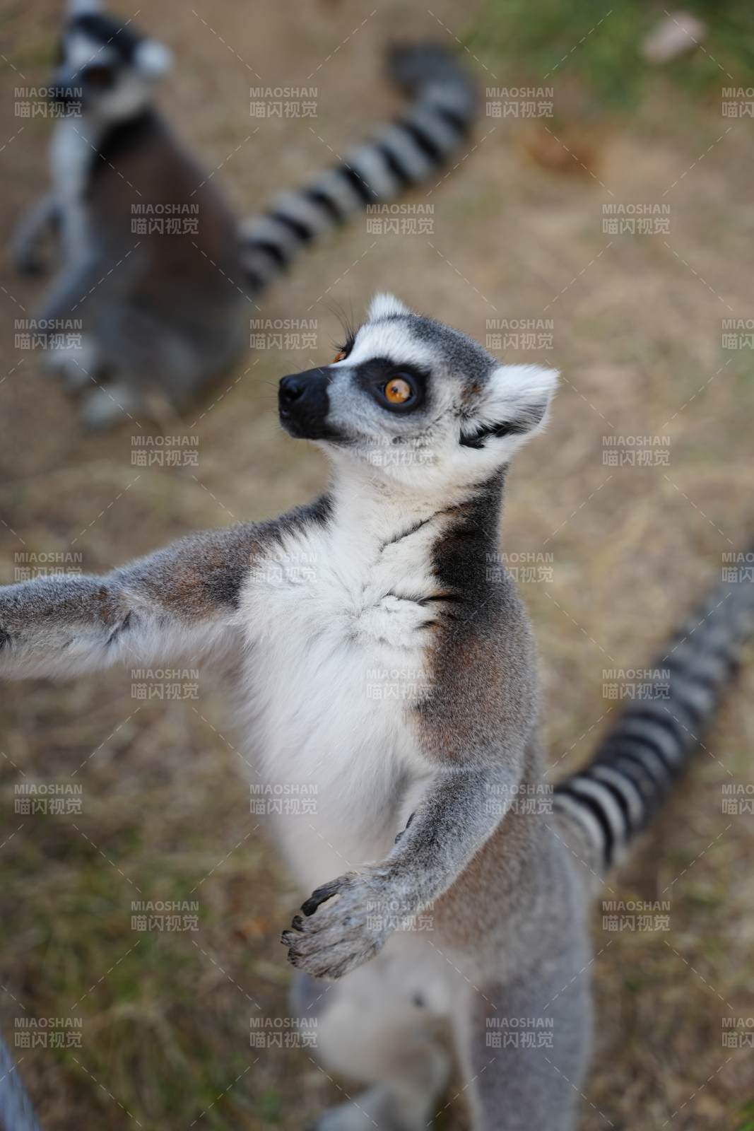 环尾狐猴萌态十足图片