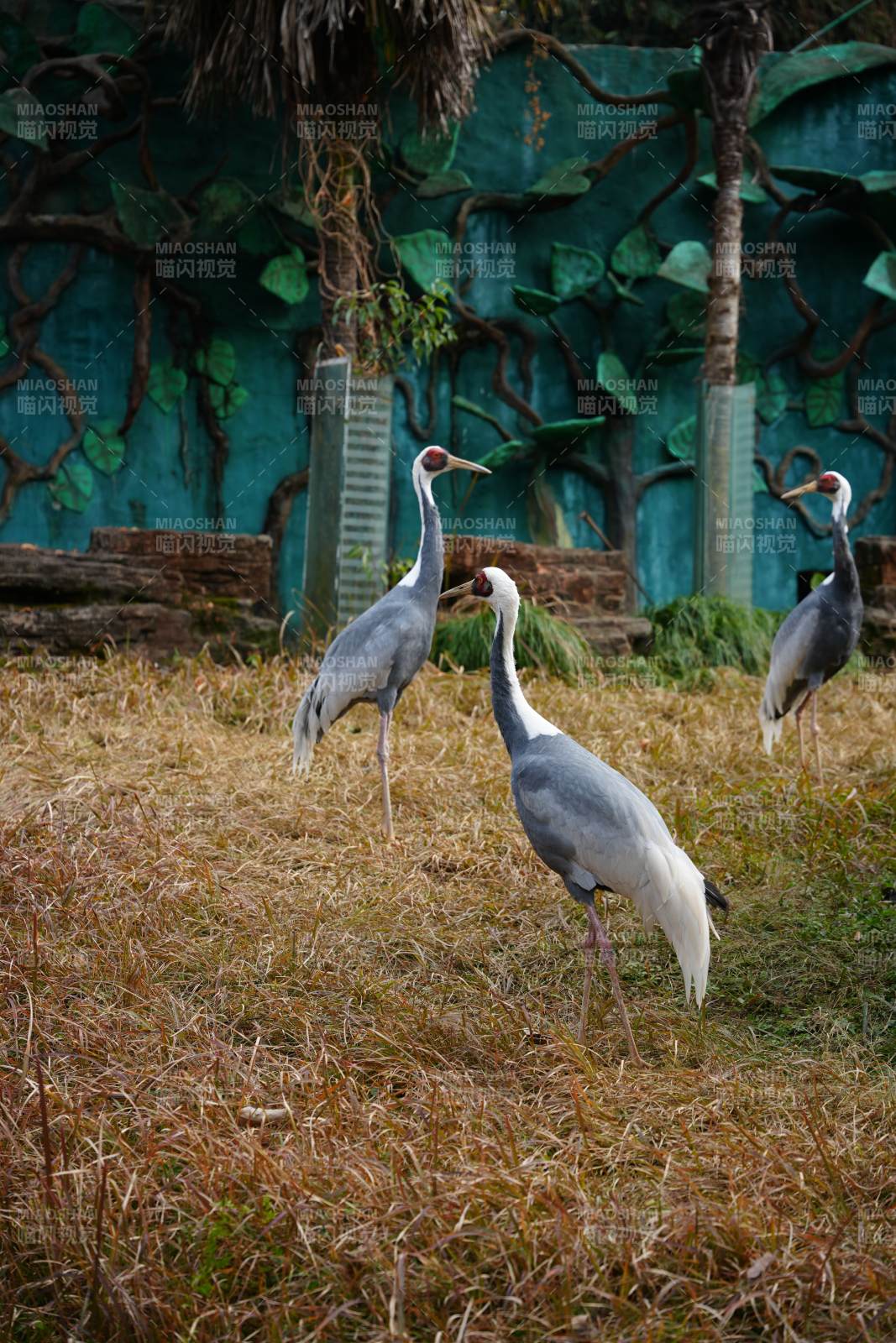白鹤悠然觅食图片