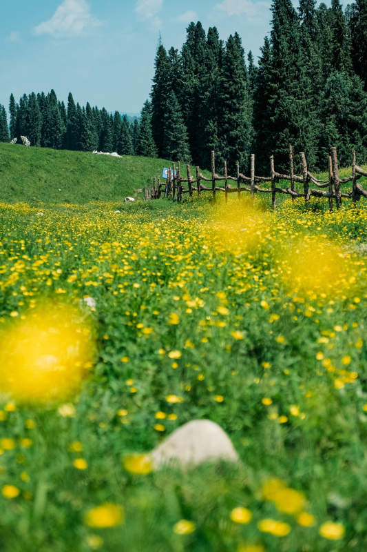 花海与木栅栏图片