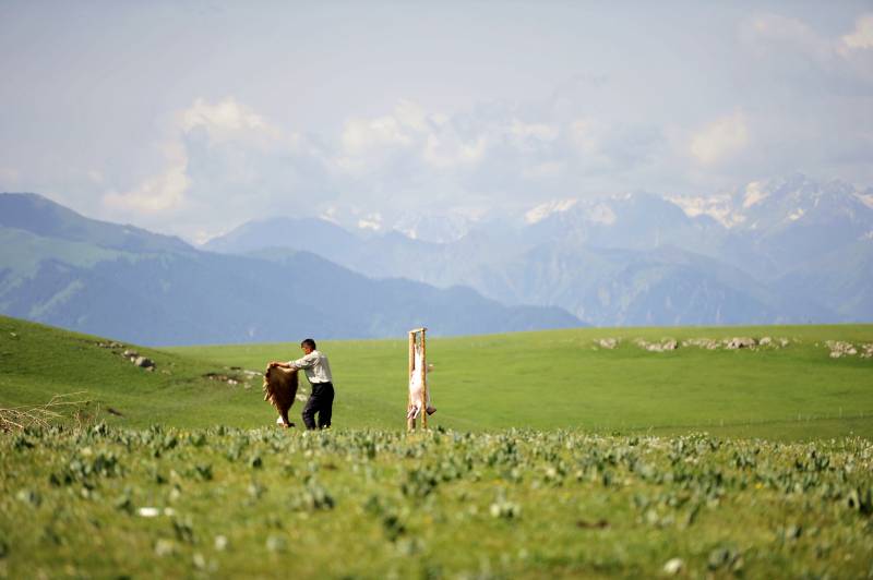 草原牧牛图图片