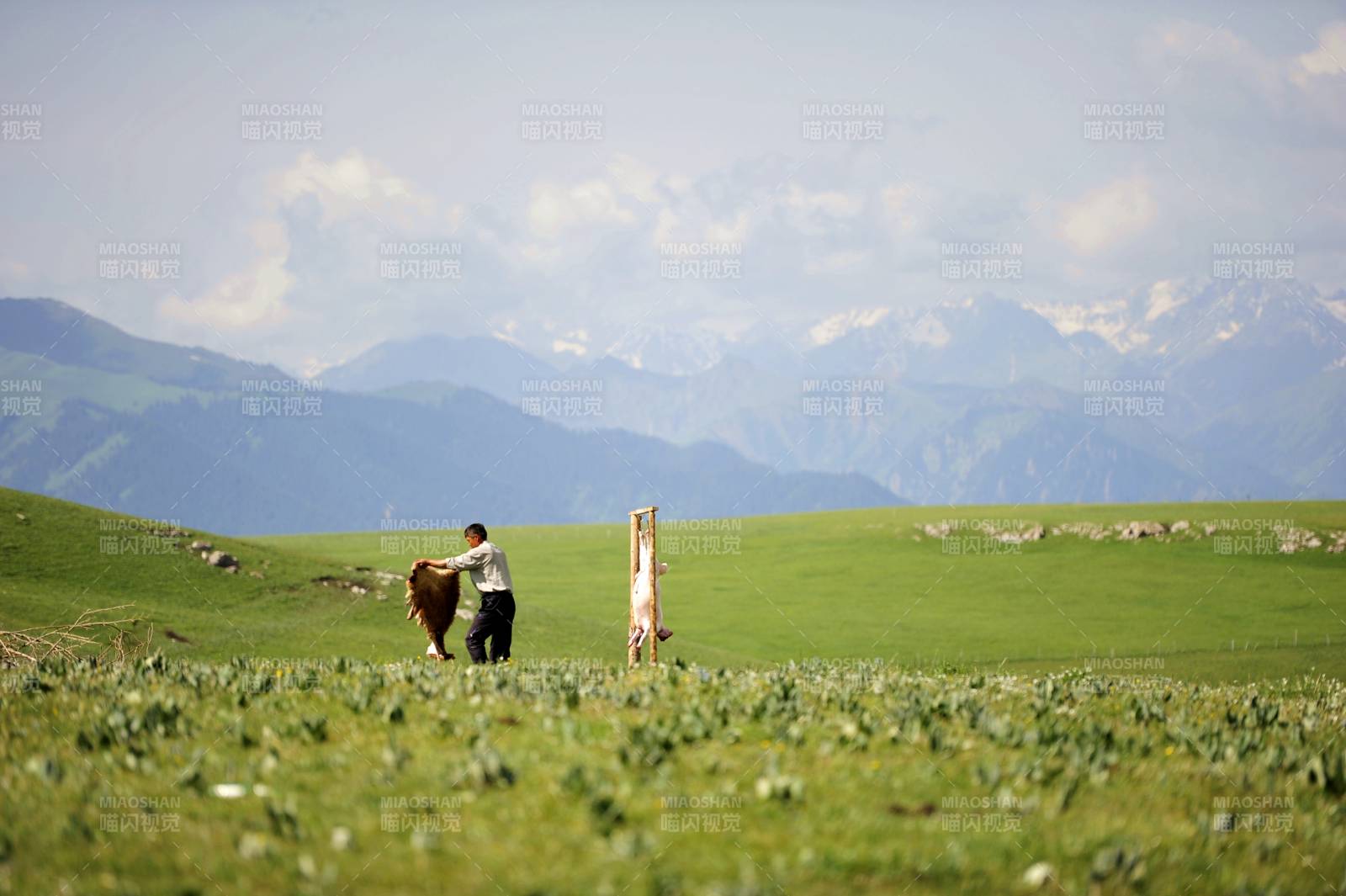 草原牧牛图图片