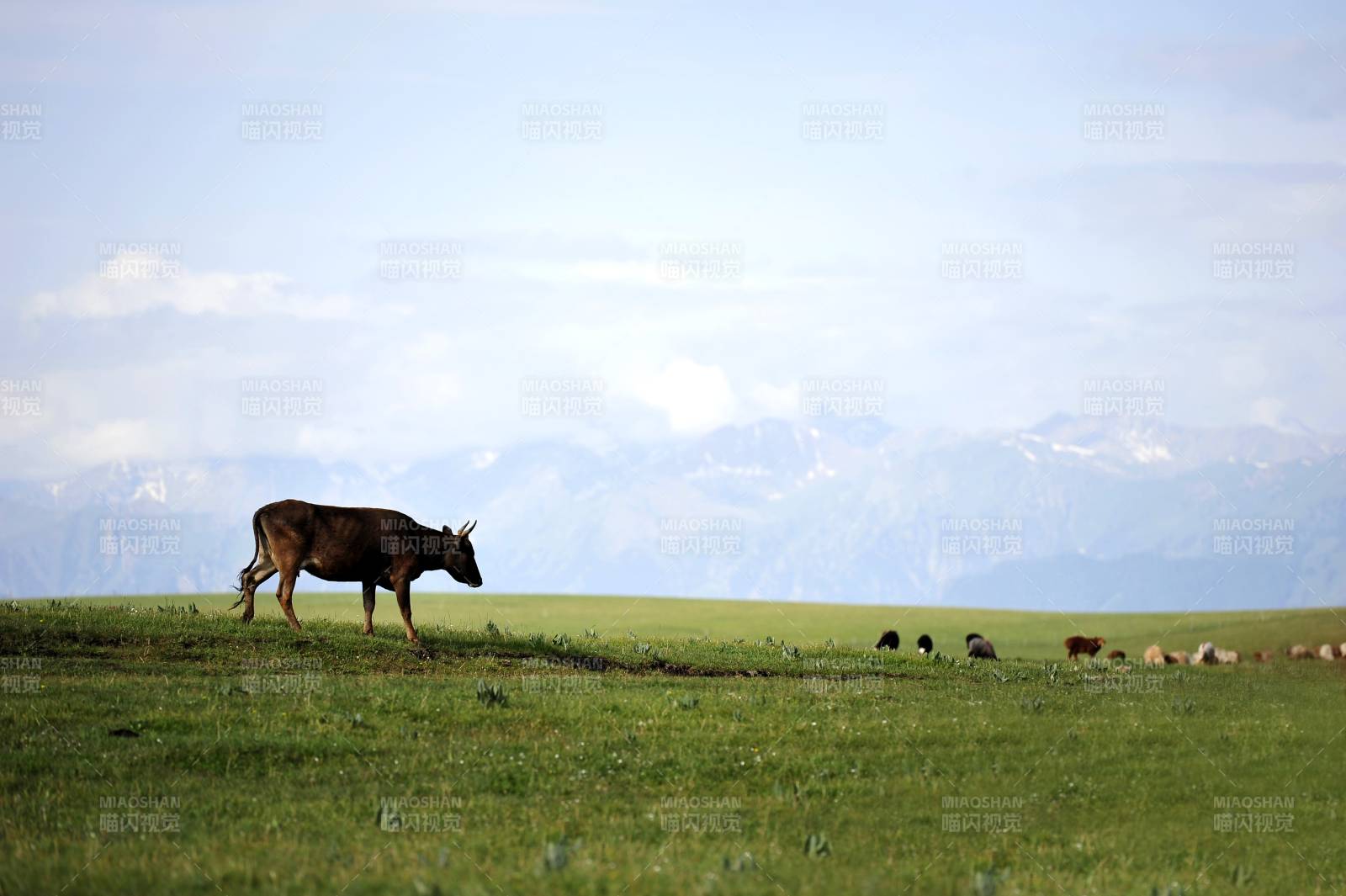 草原上的牛群图片
