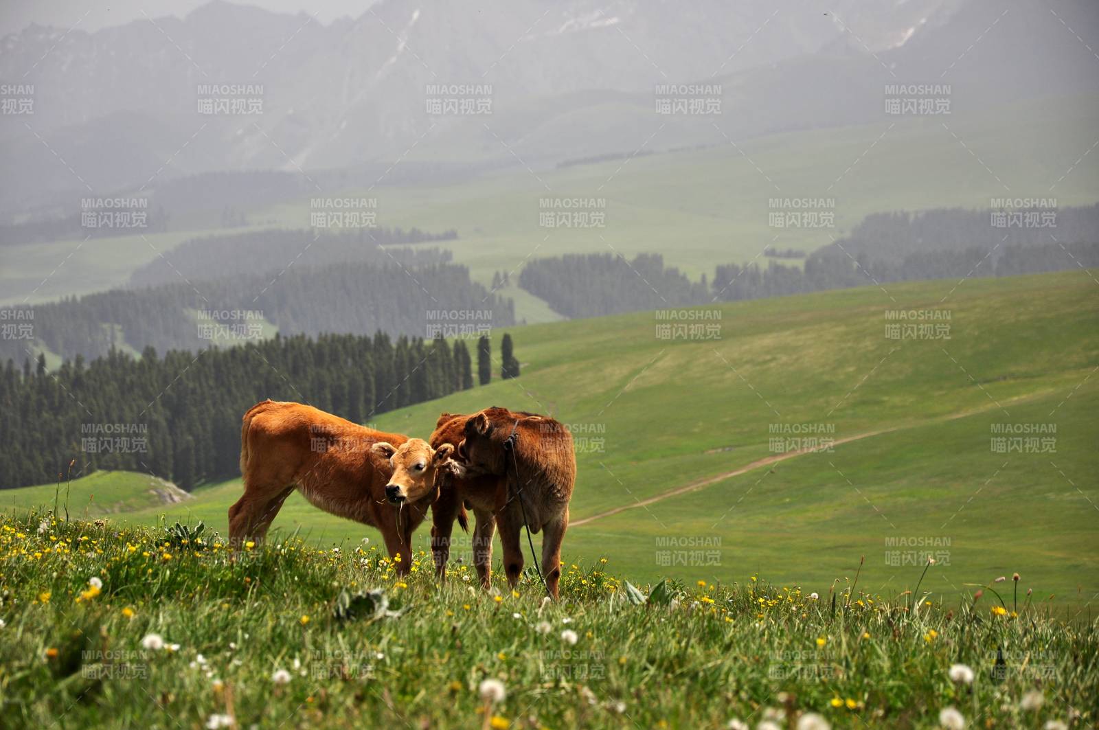 高山牧牛图图片