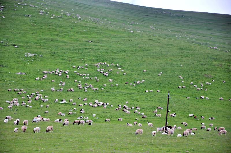 绿野羊群悠然觅食图片