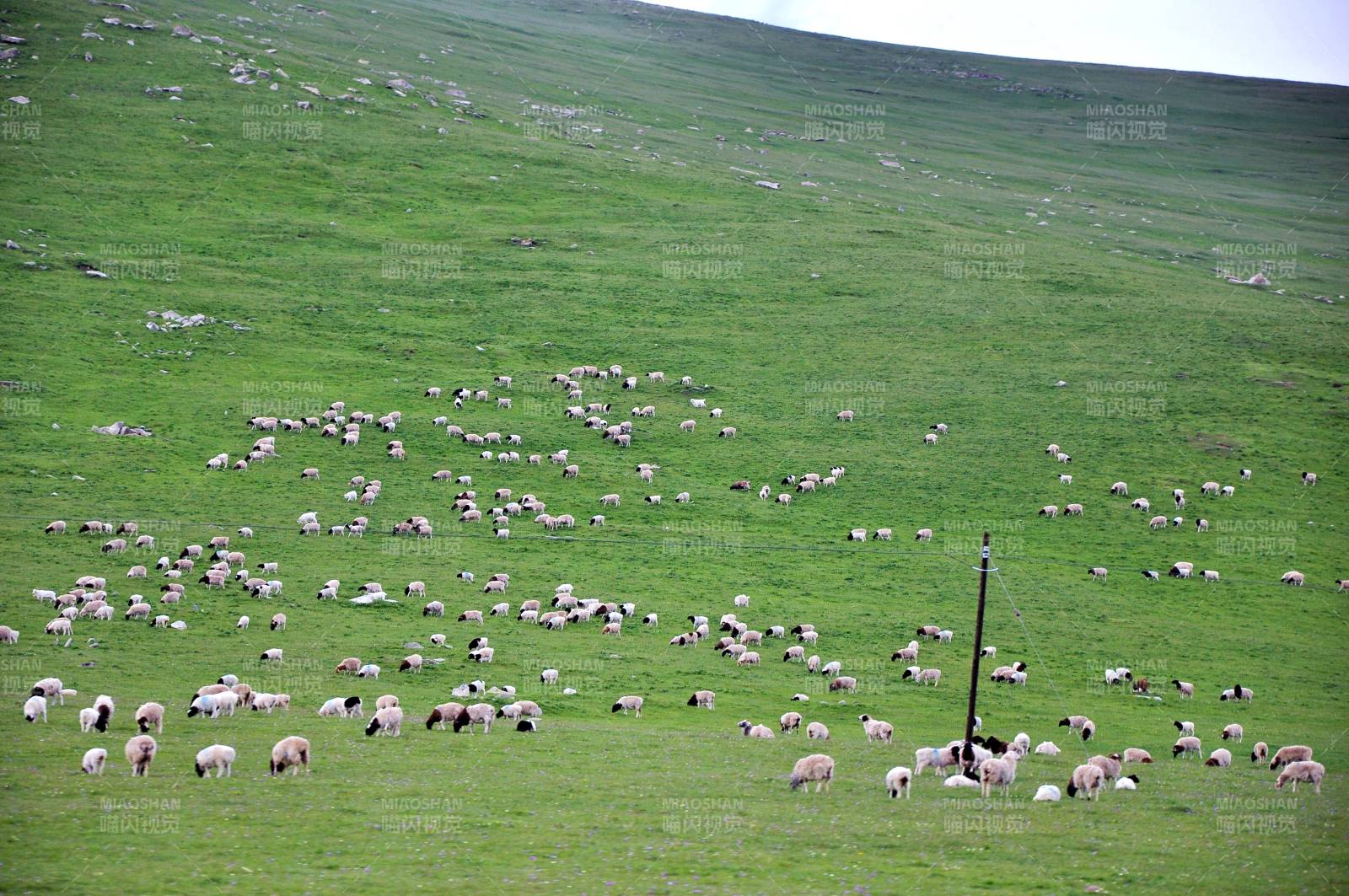 绿野羊群悠然觅食图片
