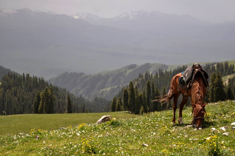 高山草甸上的马图片