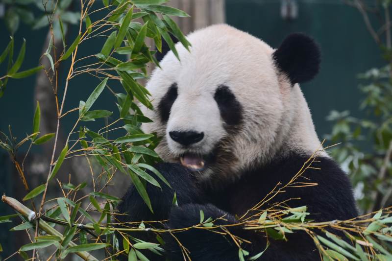 熊猫啃竹枝图片