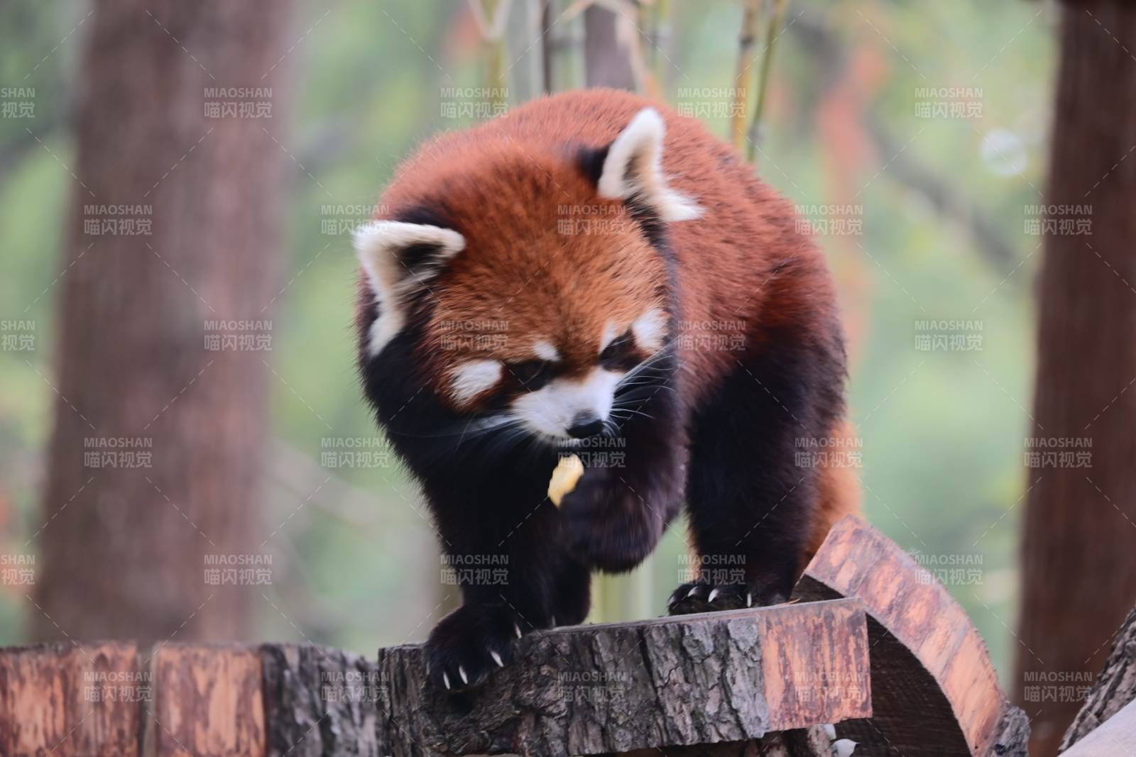 小熊猫啃食竹子图片