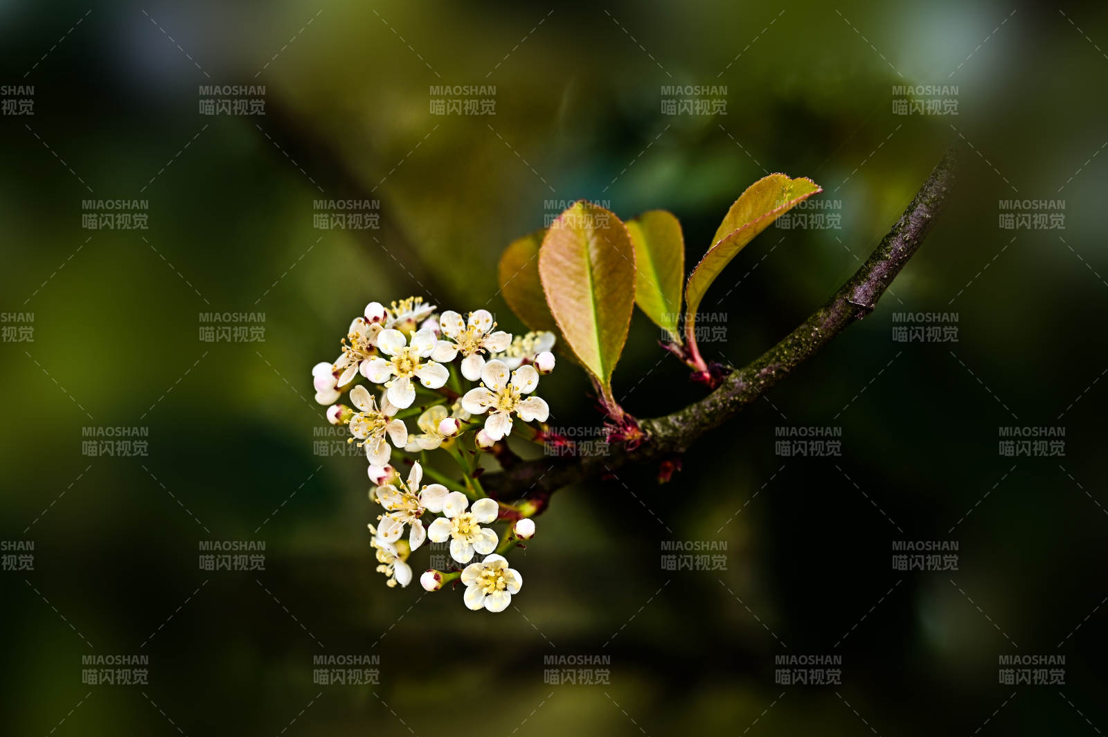 花枝绽放春意浓图片