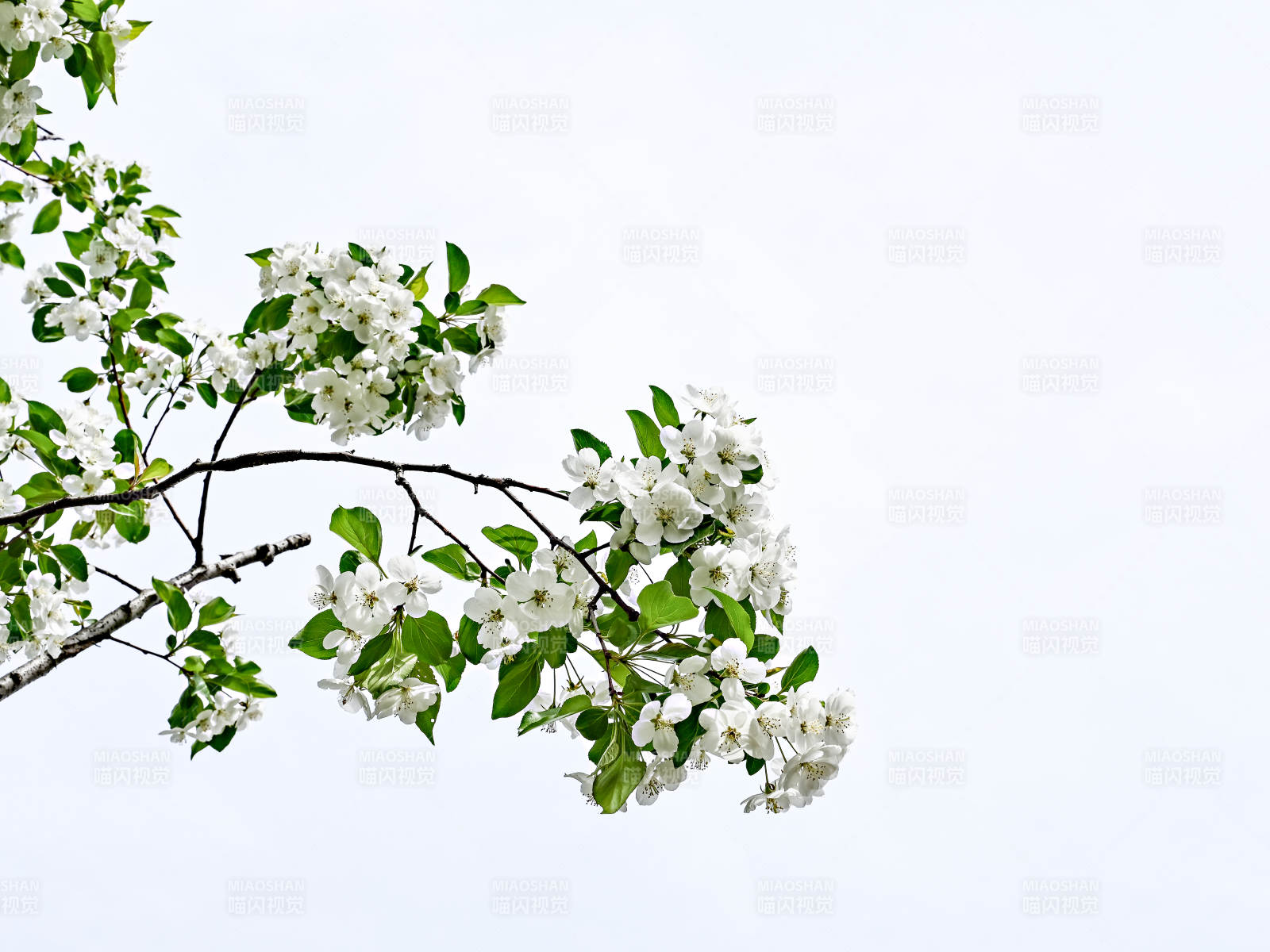 枝头绽放的白色海棠花特写图片