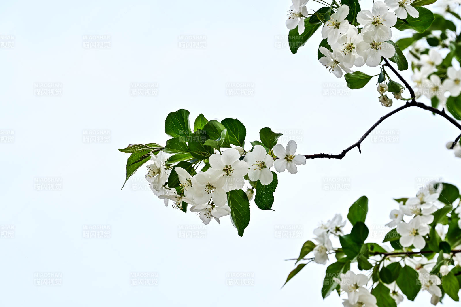 春日樱花绽放图片