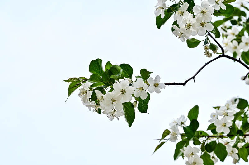 春日樱花绽放图片