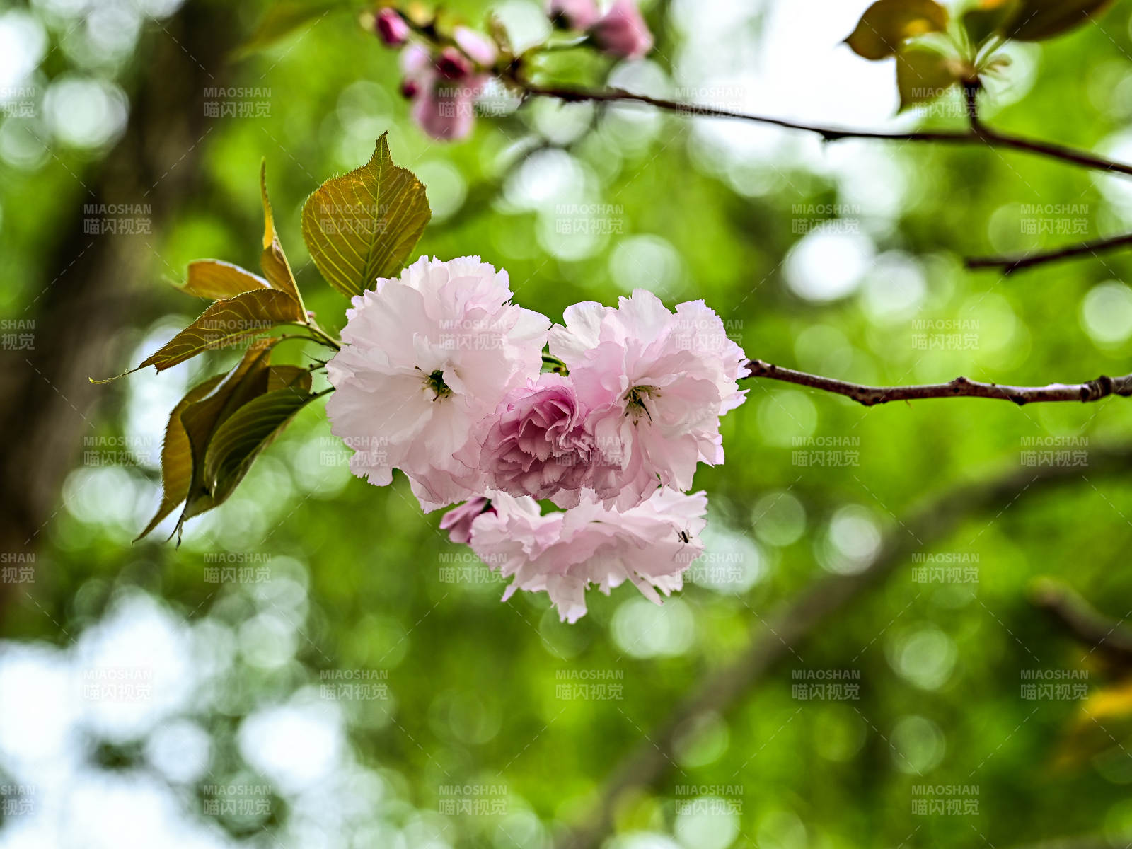 樱花绽放枝头图片