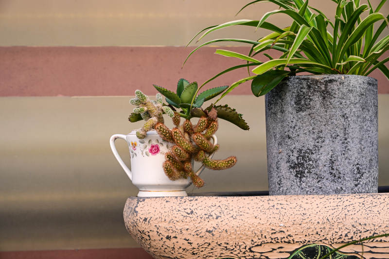 绿植盆栽静谧景图片