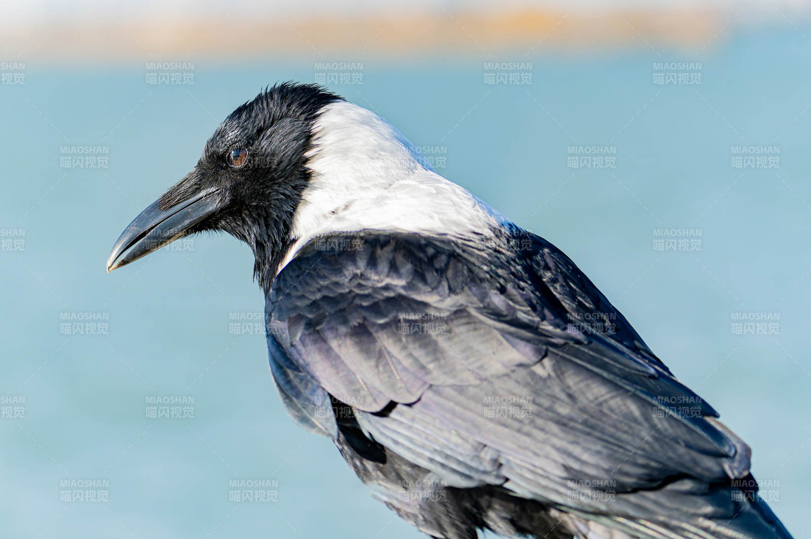 白颈乌鸦静立水边图片