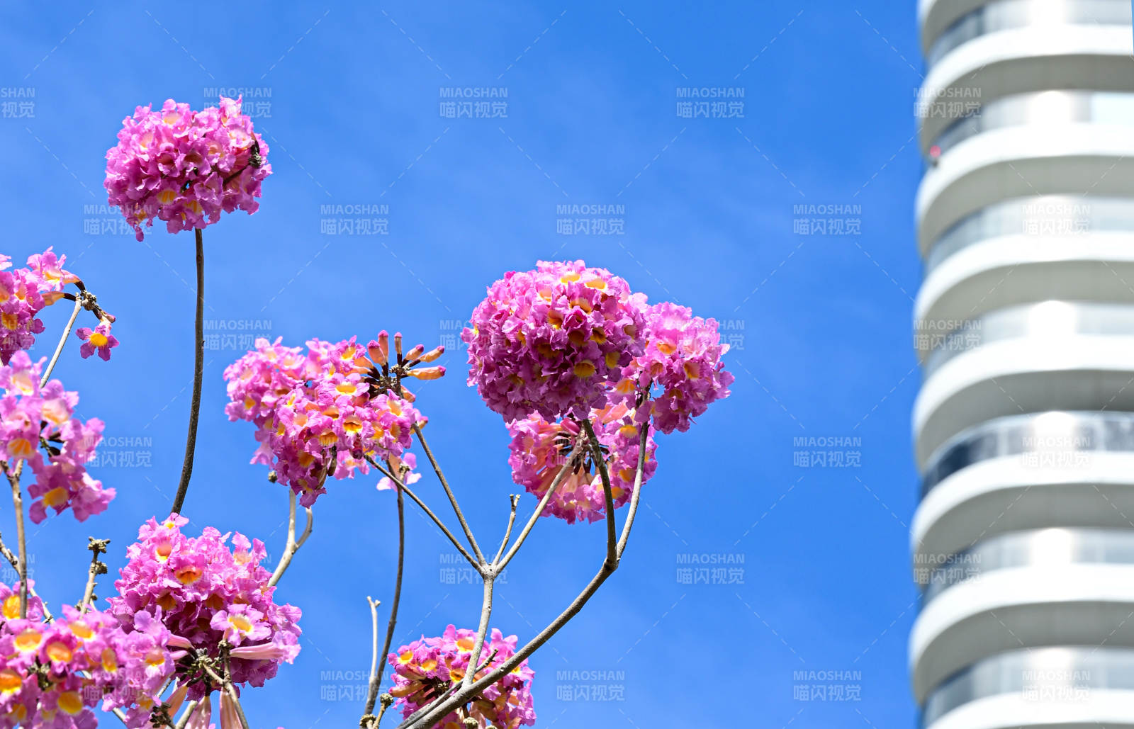 花影映高楼图片