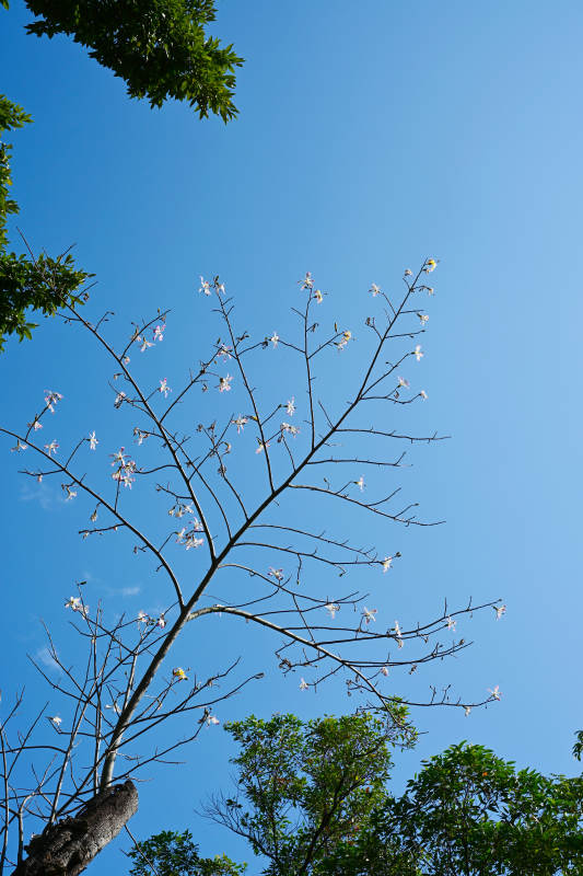 蓝天下的花枝图片