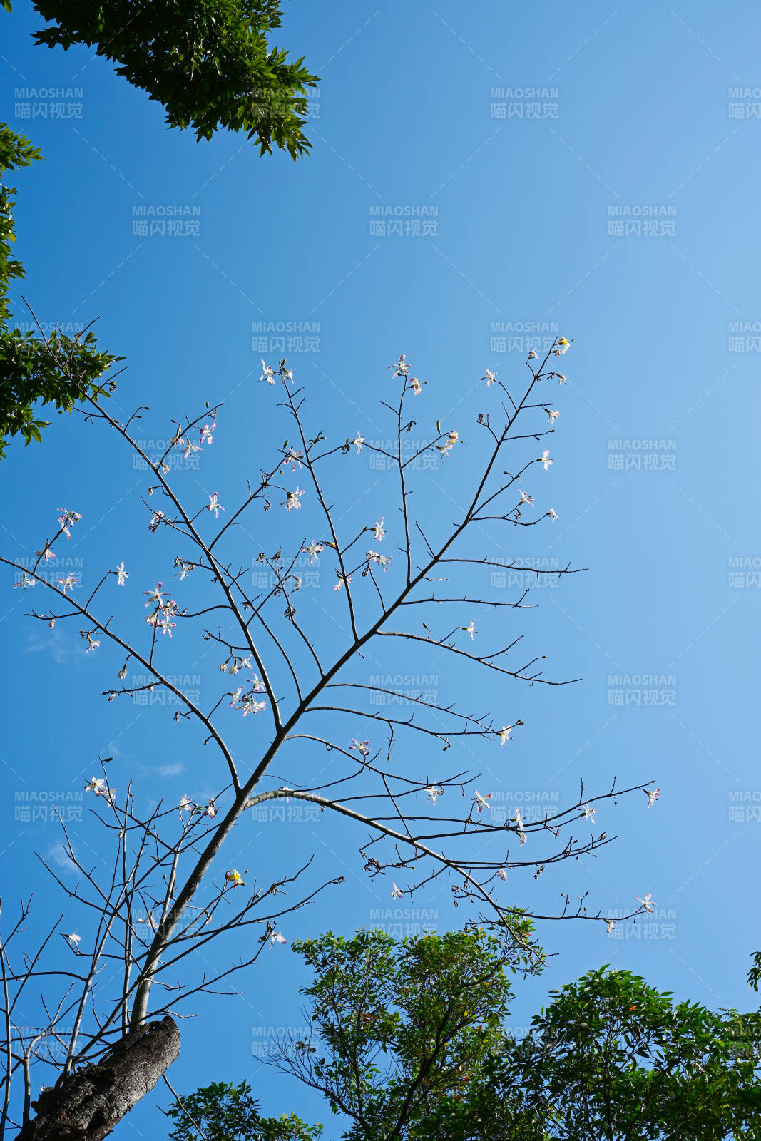 蓝天下的花枝图片