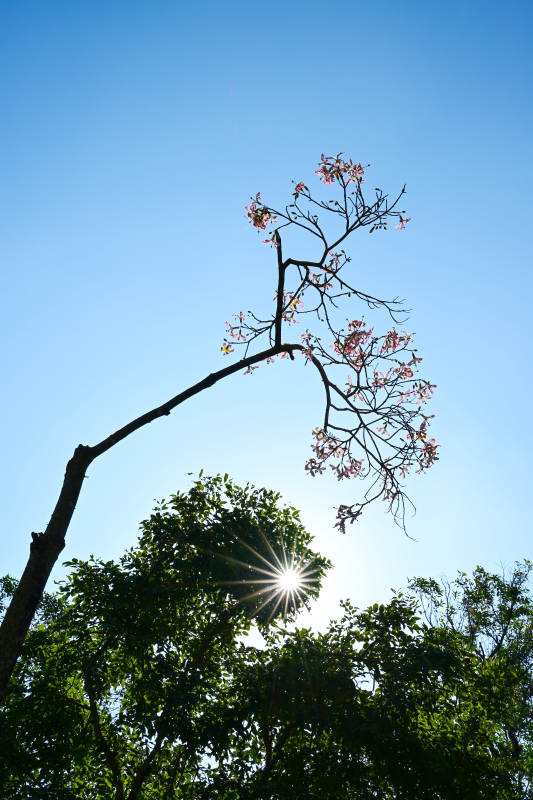 花枝迎日 晴空如洗图片