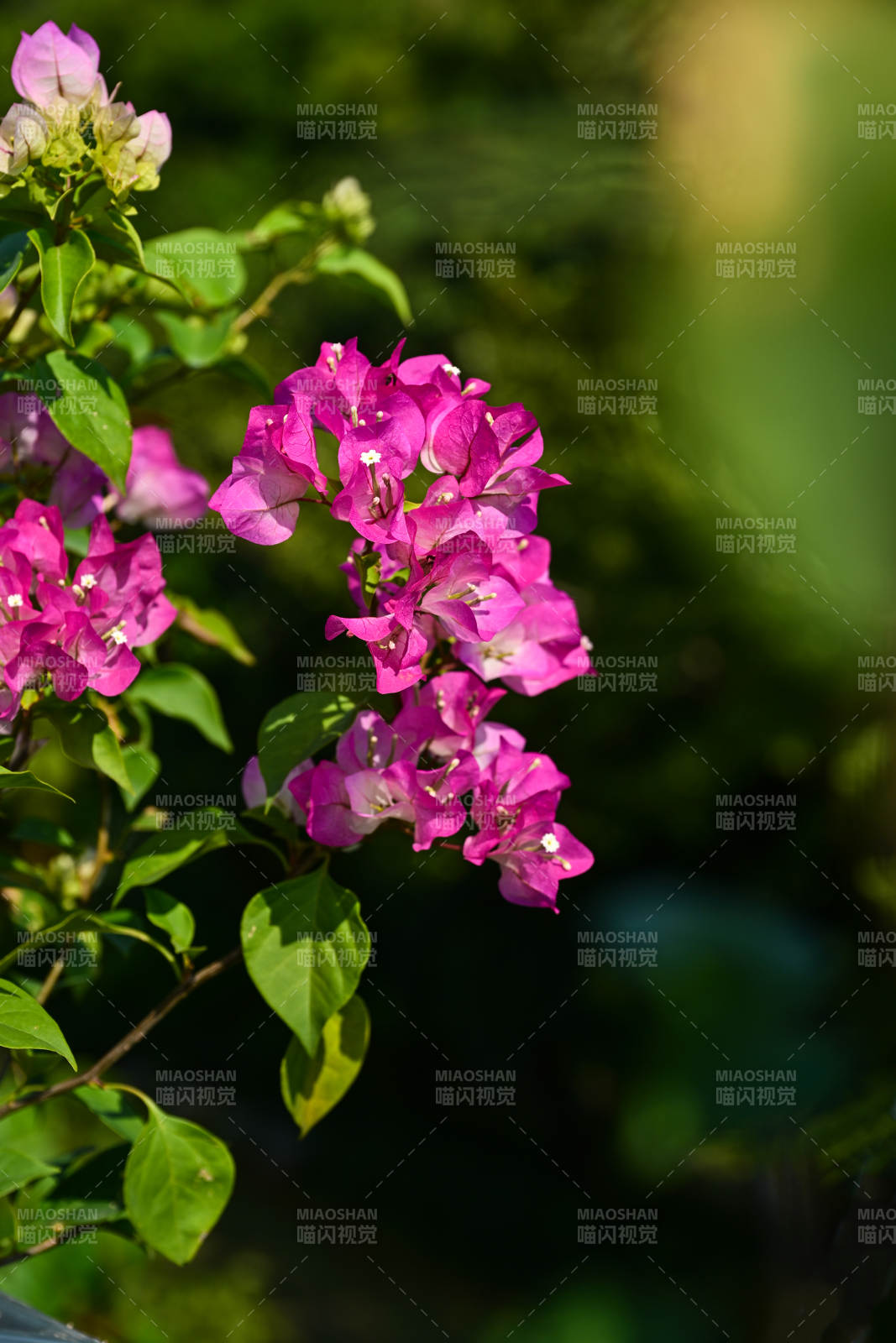 粉红三角梅绽放图片