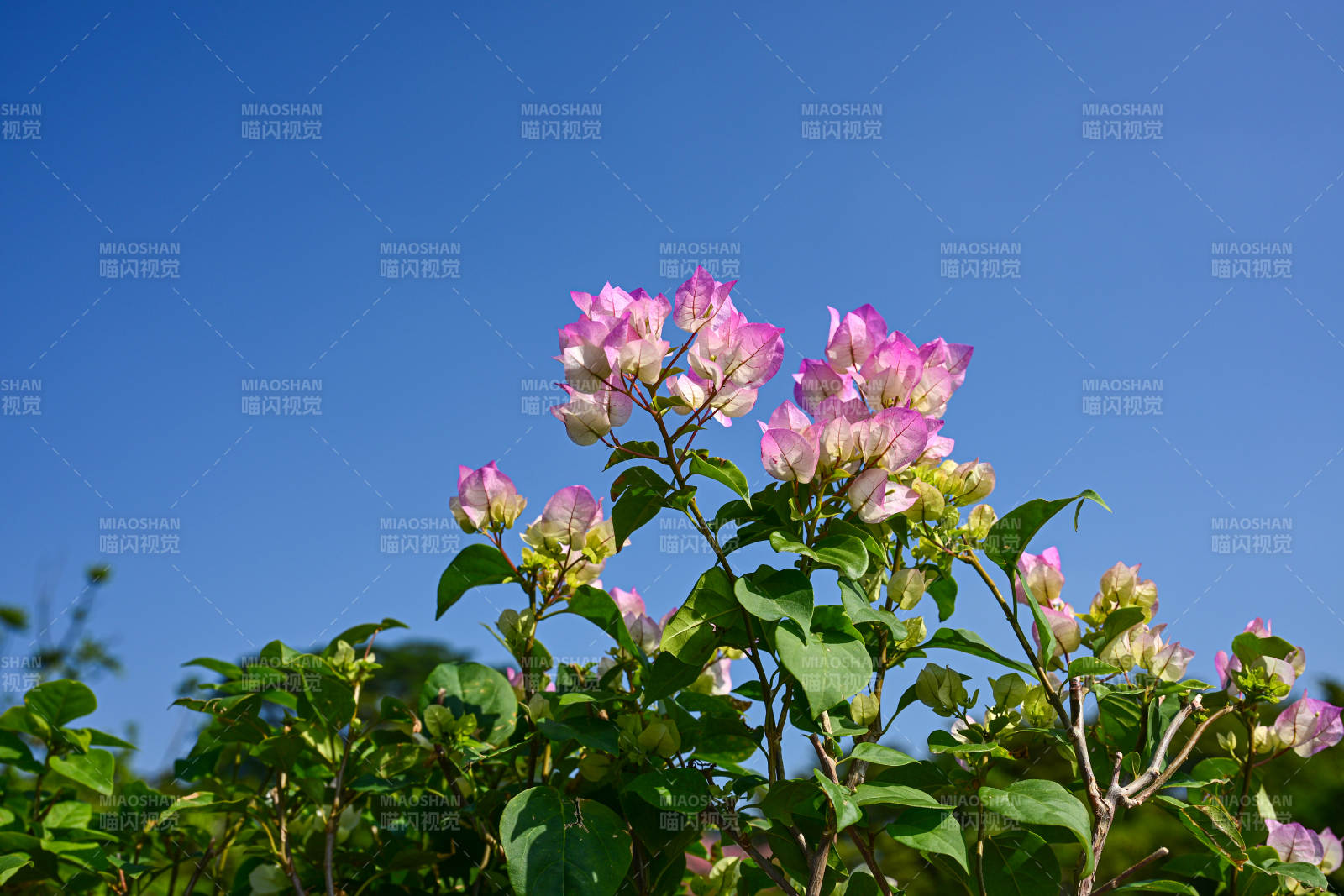 粉花绿叶映蓝天图片