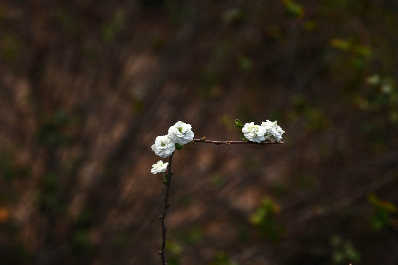 枝头绽放的白花图片