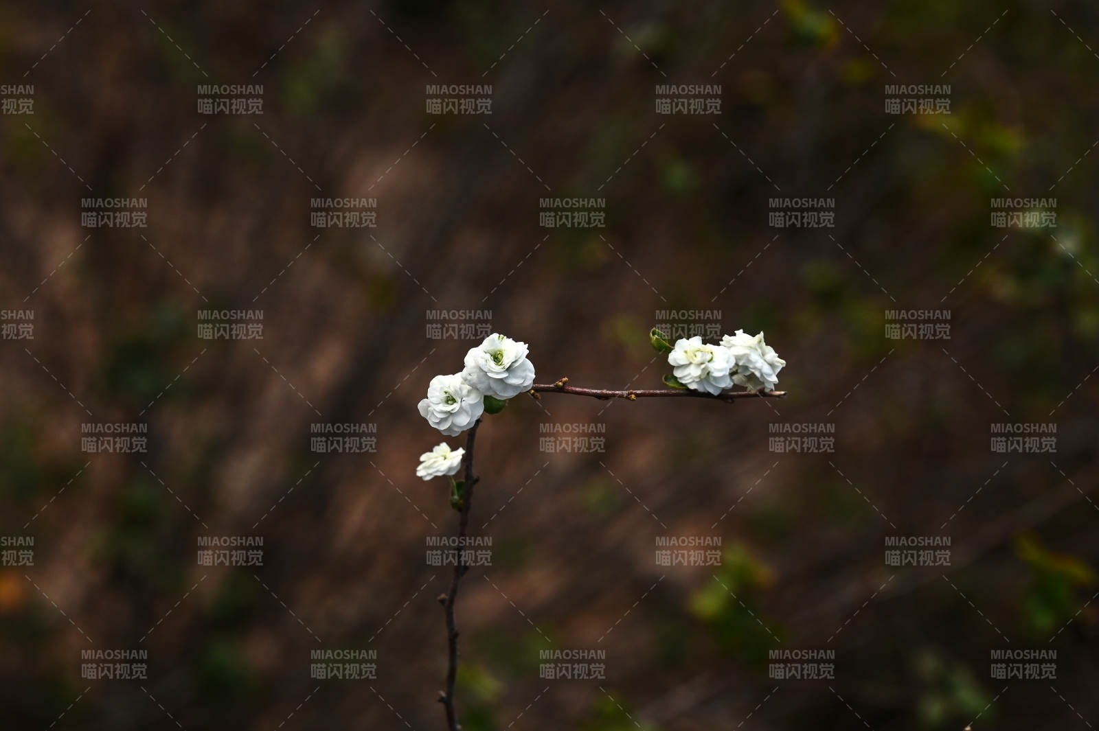 枝头绽放的白花图片
