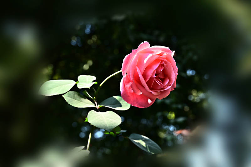 粉红玫瑰绽放图片