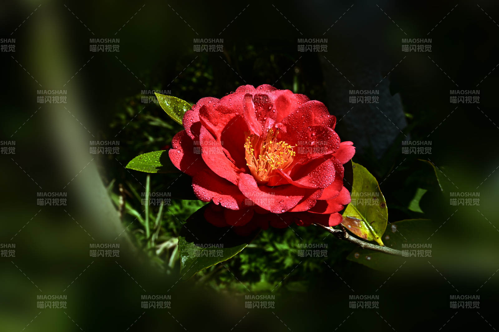 红花绽放绿叶间图片