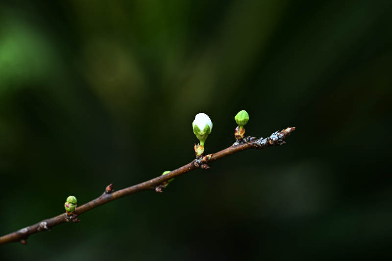 花蕾初绽枝头图片