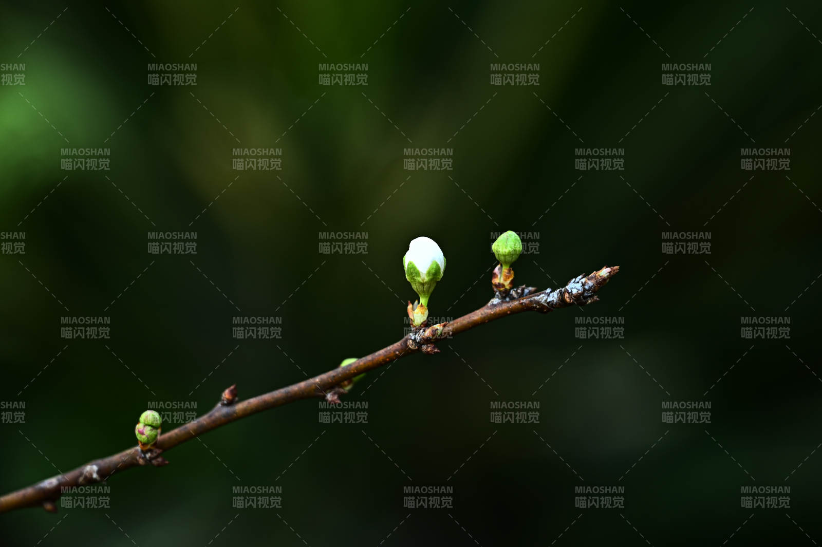 花蕾初绽枝头图片