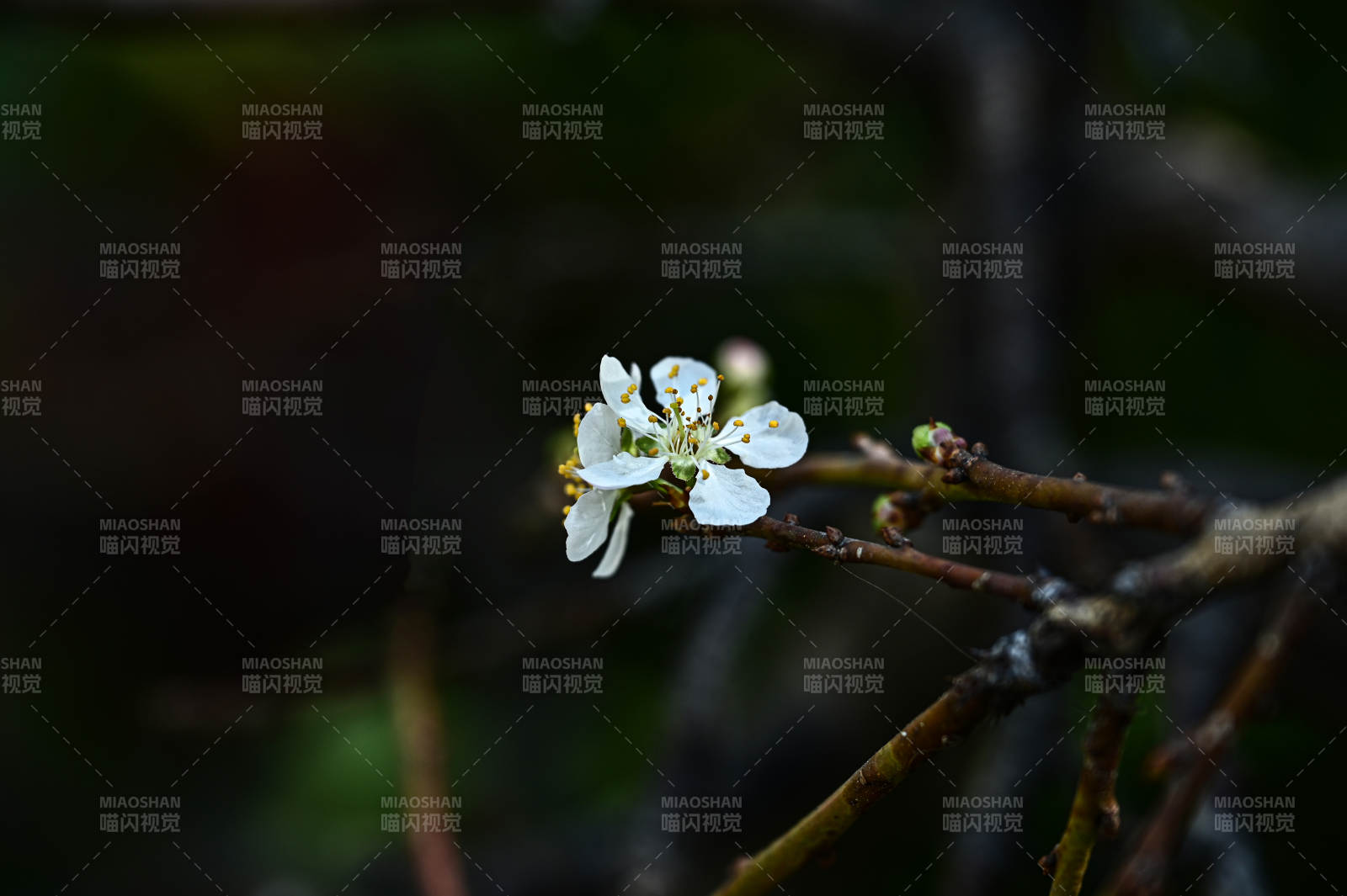 枝头绽放的白花图片