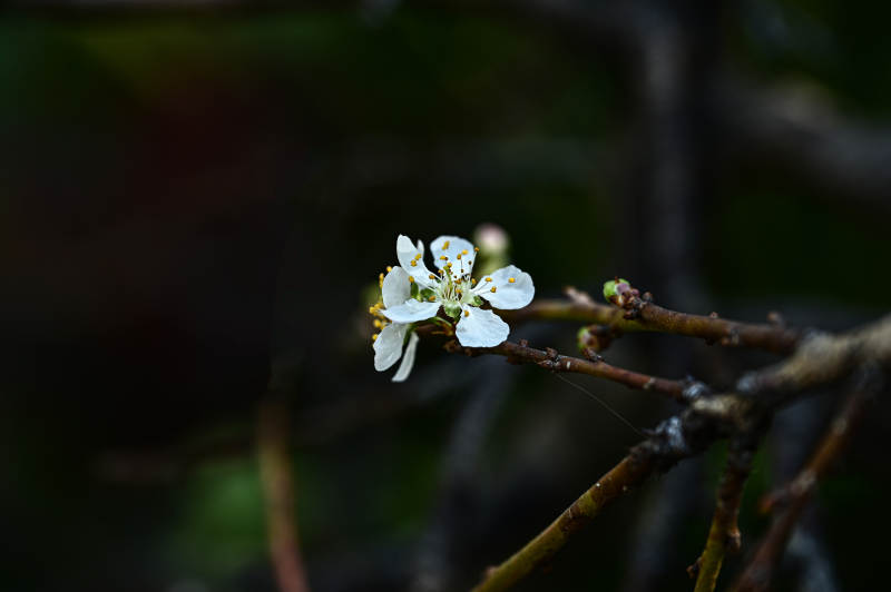 枝头绽放的白花图片