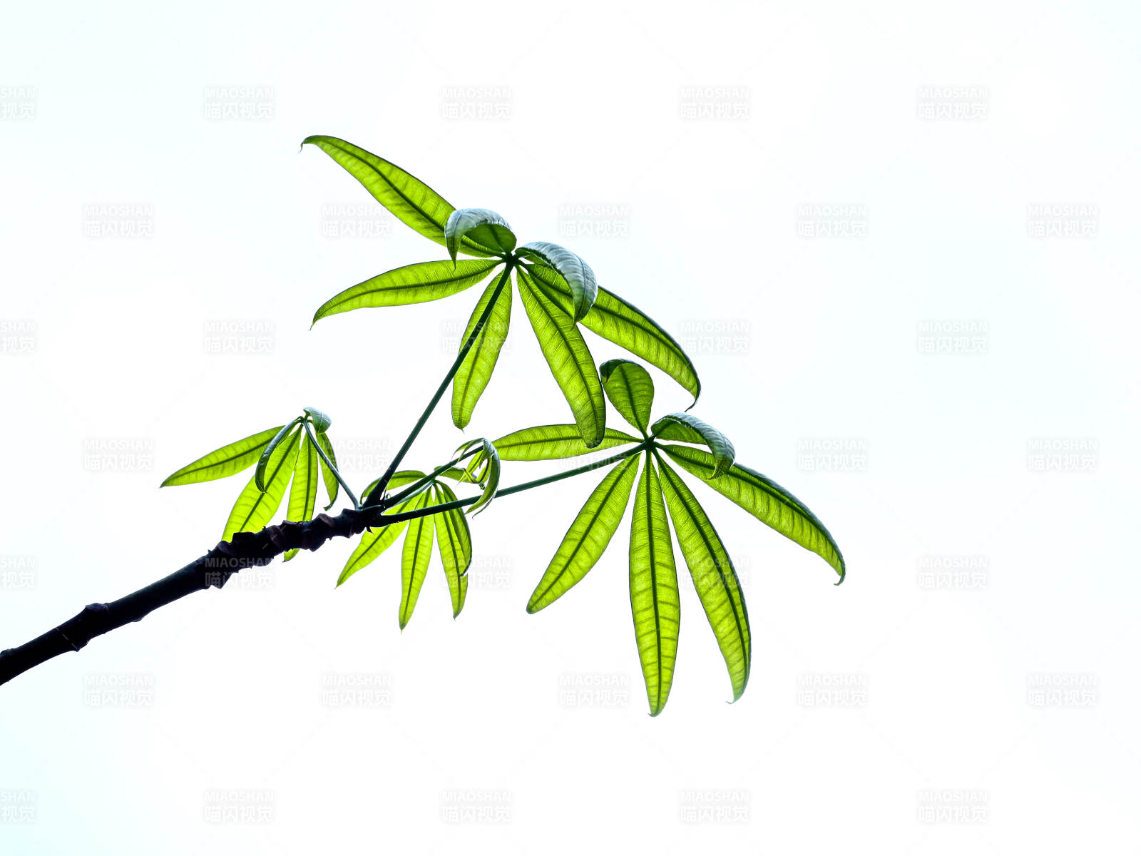 绿叶迎风舞图片