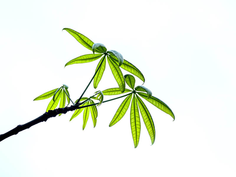 绿叶迎风舞图片