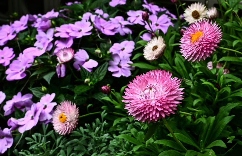 紫花绽放花园图片