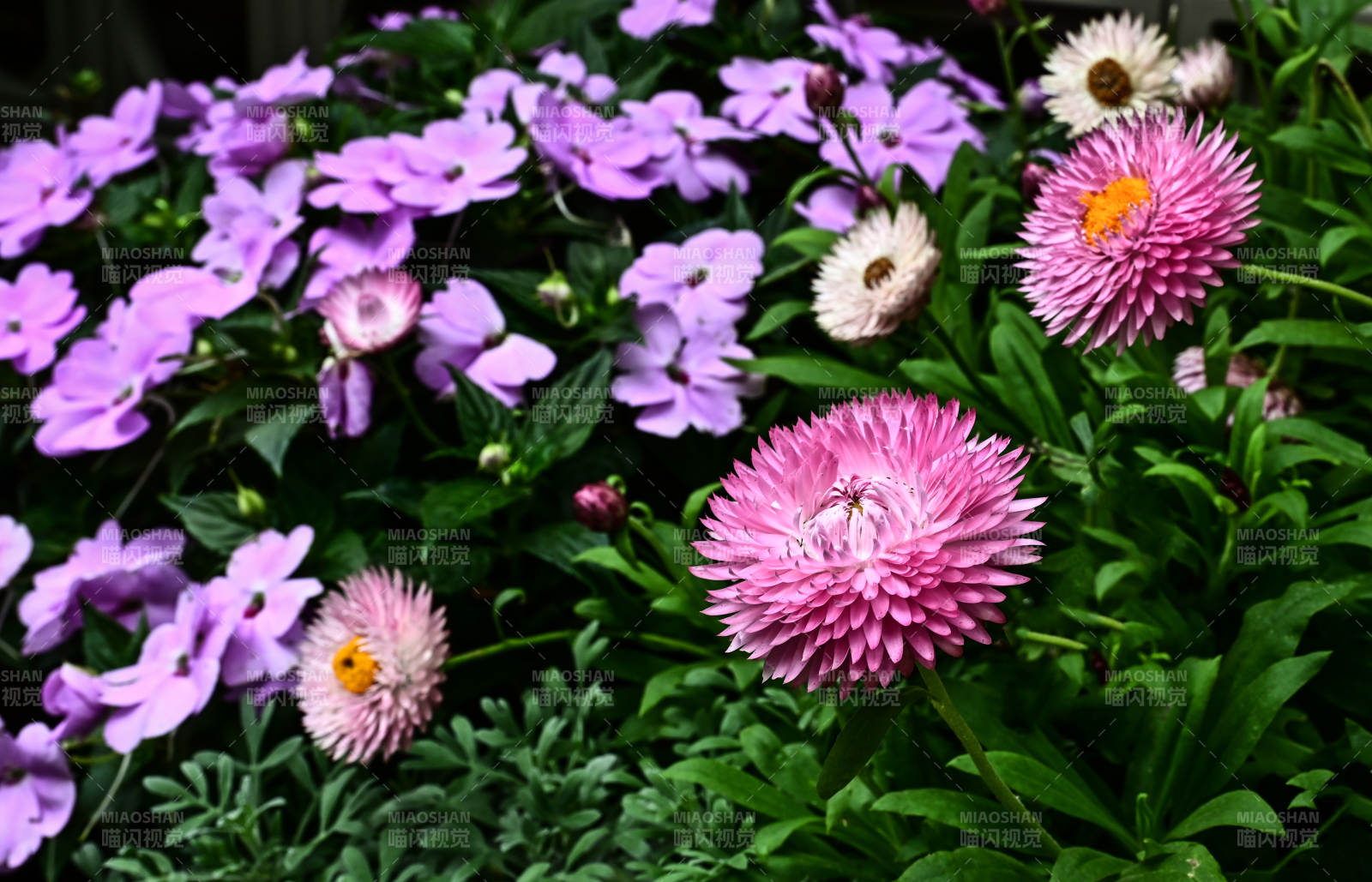 紫花绽放花园图片