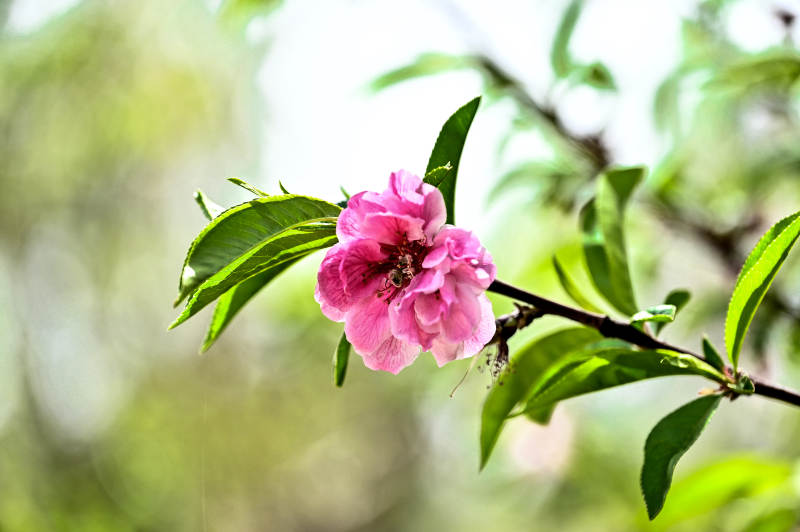 粉花绽放枝头图片